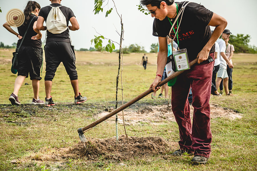 tree planting