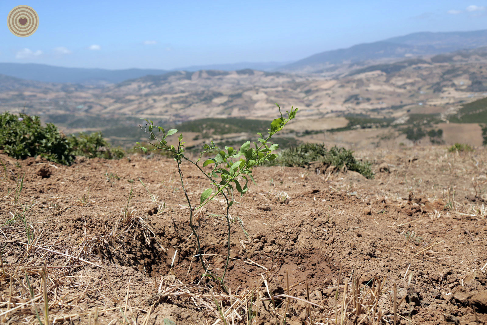 tree planting