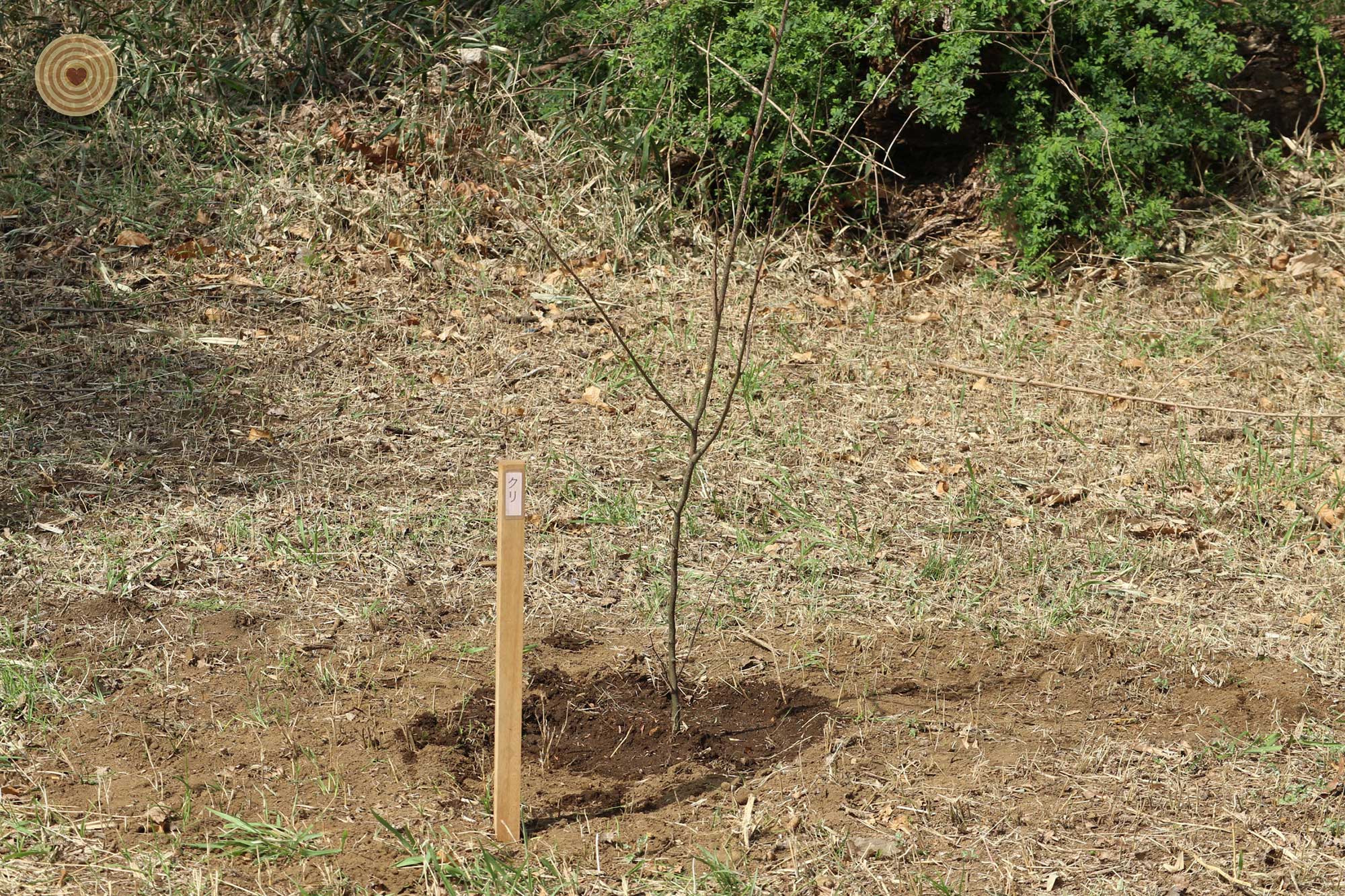 treeplanting, WWD 2021