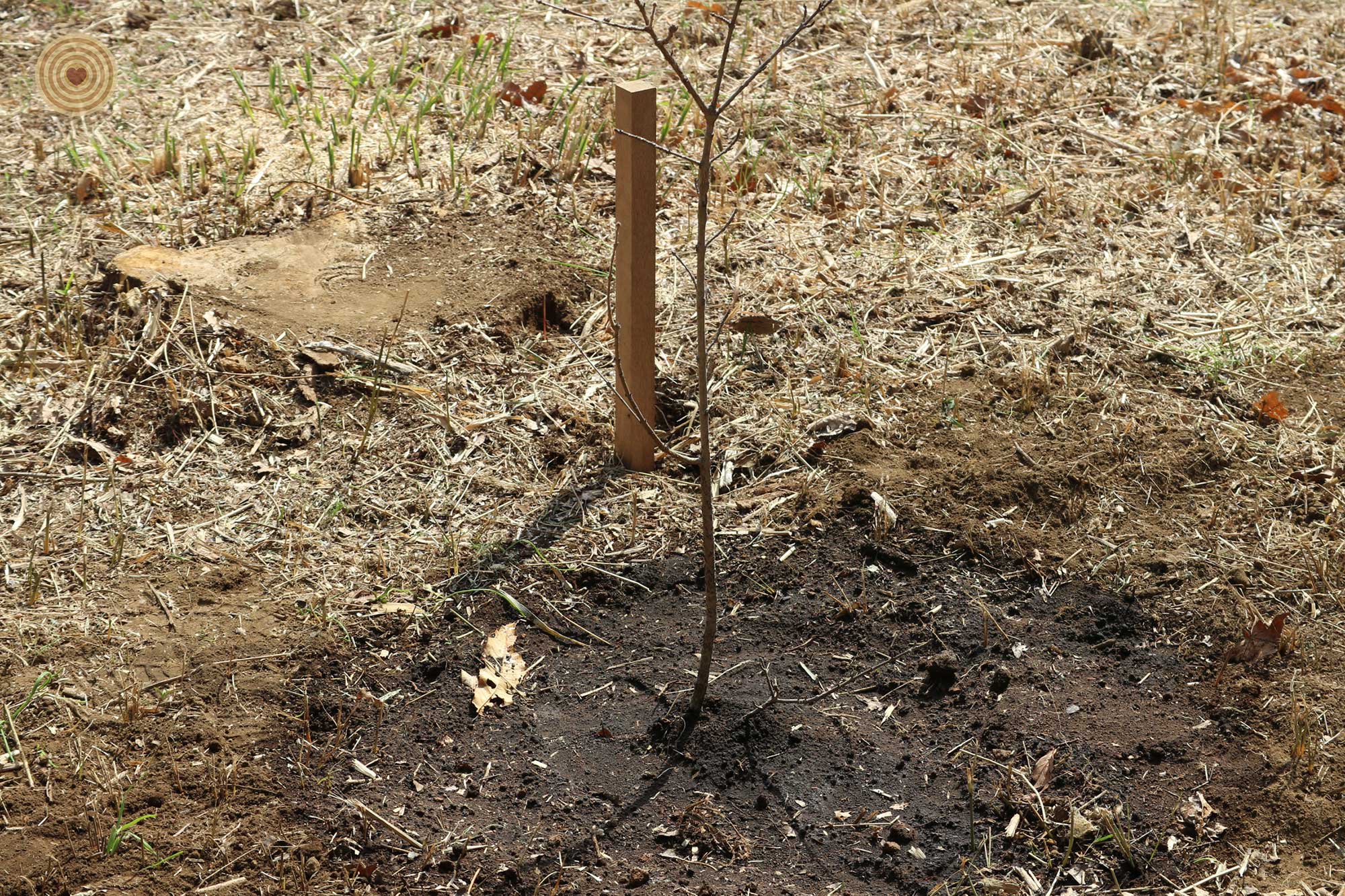 treeplanting, WWD 2021