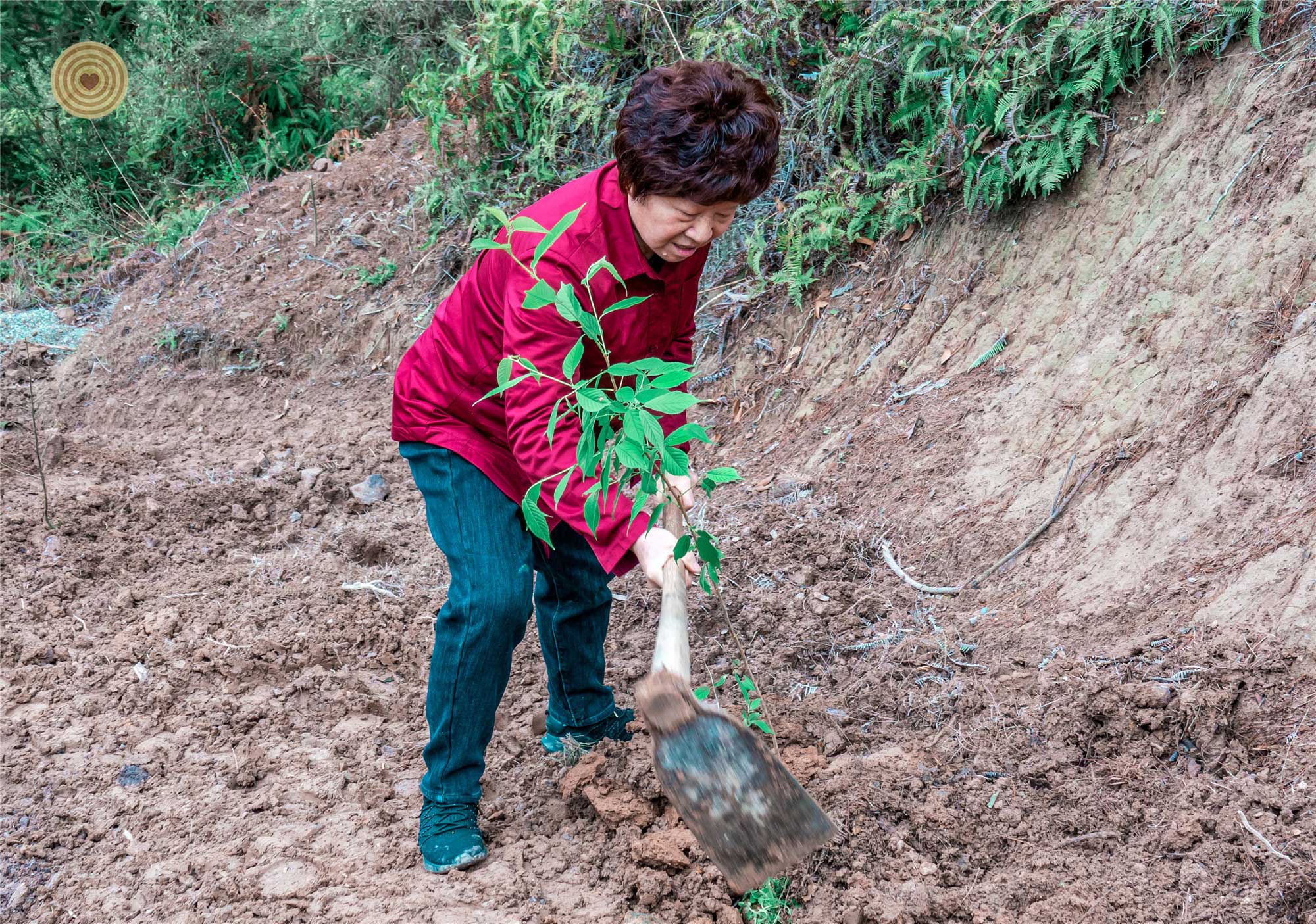 WWD 2021, Tree Planting, China