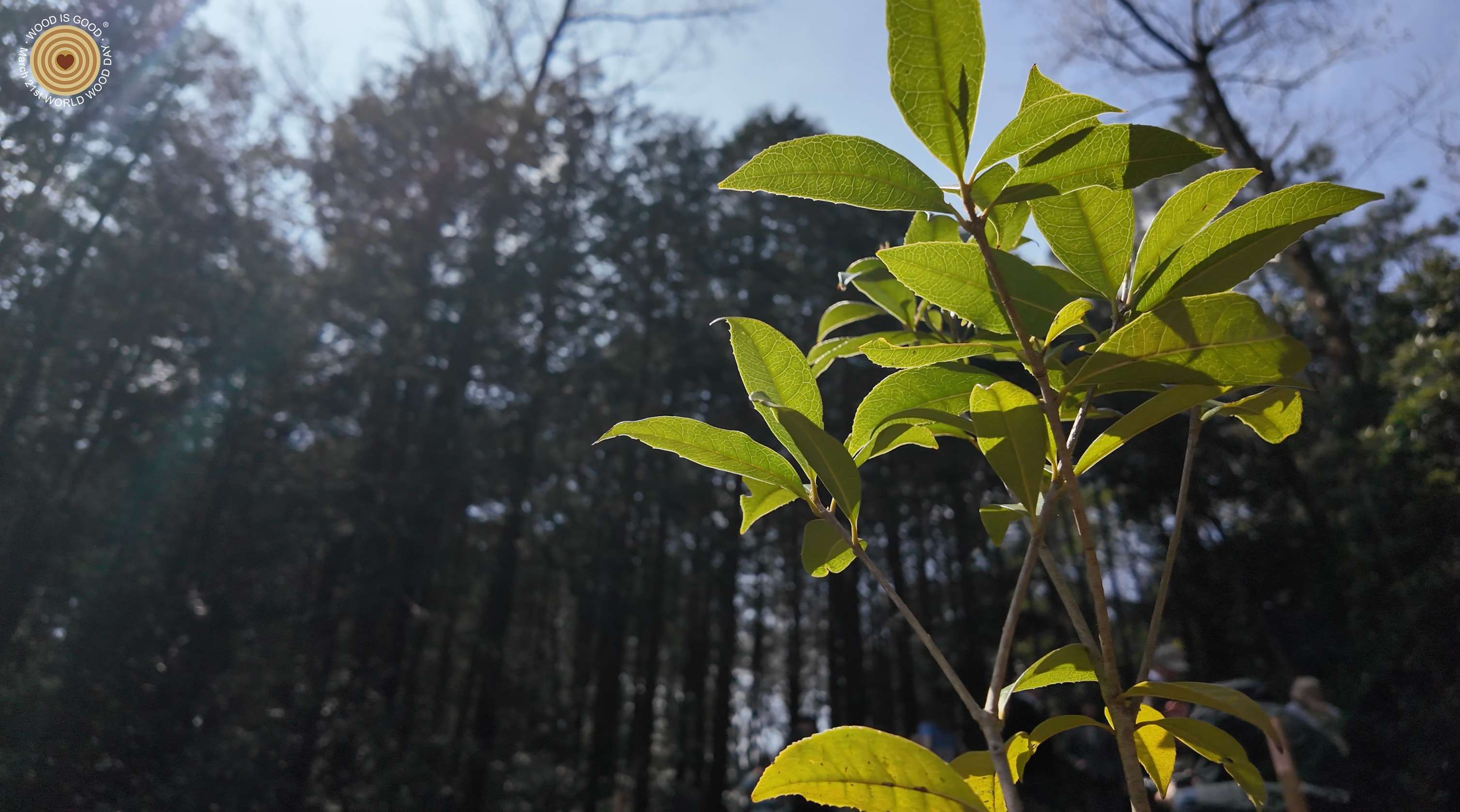 treeplanting